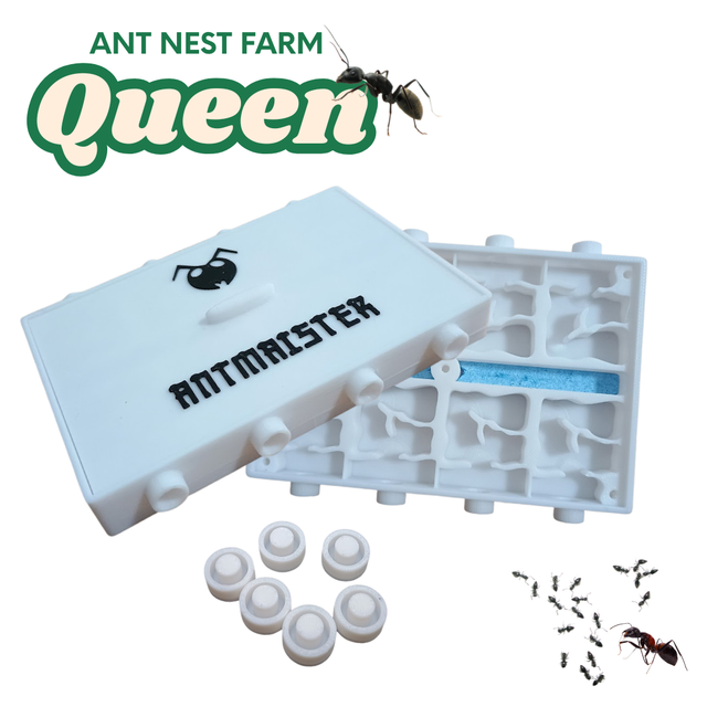Queen Ant Nest Farm | Queen Founding | 8 Compact Habitats