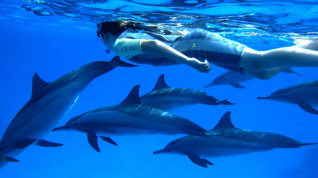 VIP Dolphins Experience - Private 