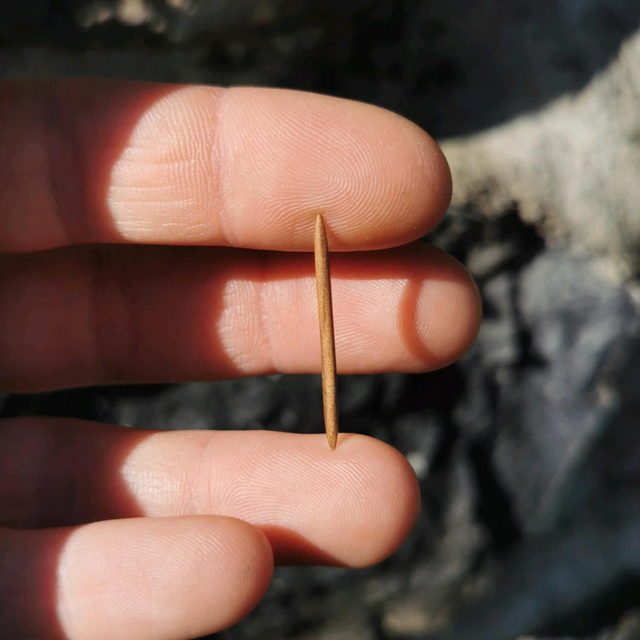 Barre de Piercing pour Septum en Bois de Noyer Noir