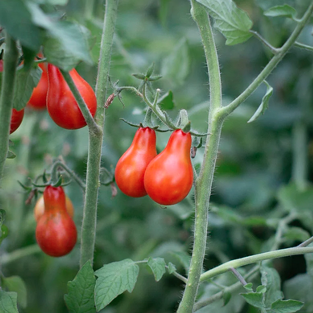 Tomate cerise Poire rouge