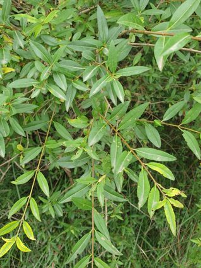 Troène Commun (Ligustrum vulgare) - Végétal local