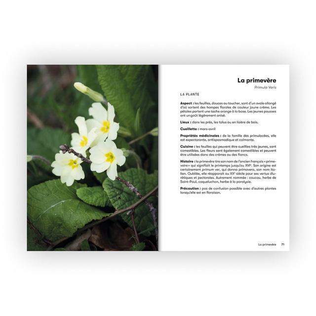 15 plantes sauvages comestibles