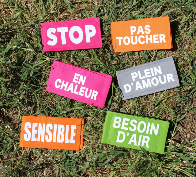 Scratch à message - Collier, laisse, harnais