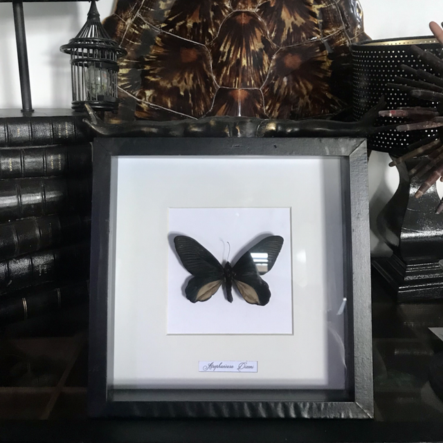 Cadre papillon atrophaneura d’iconologie