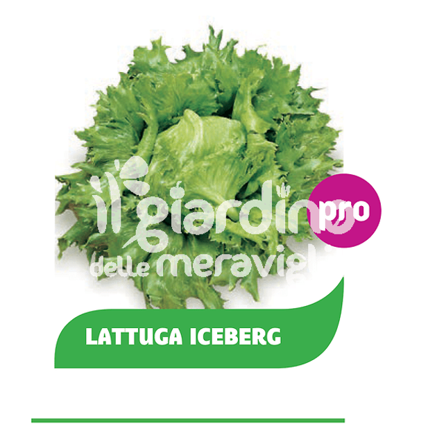 O03 . Lattuga Iceberg in Pack da 12 piantine