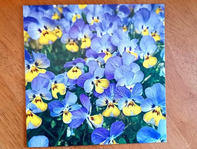 Viola