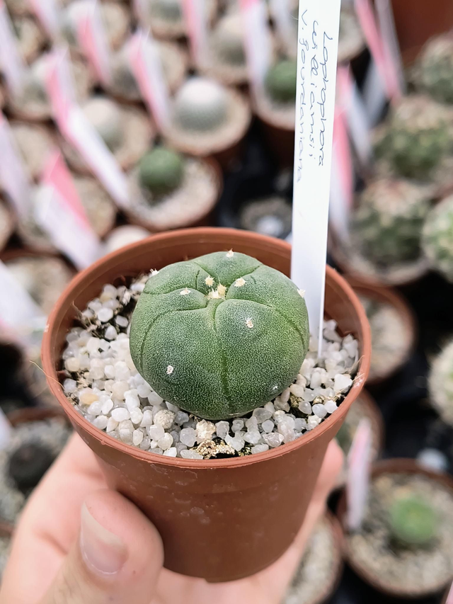 Lophophora williamsii v. Jourdaniana