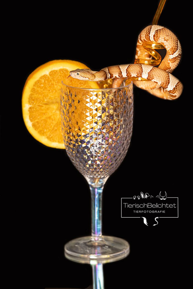 Kupferkopf - Hochformat