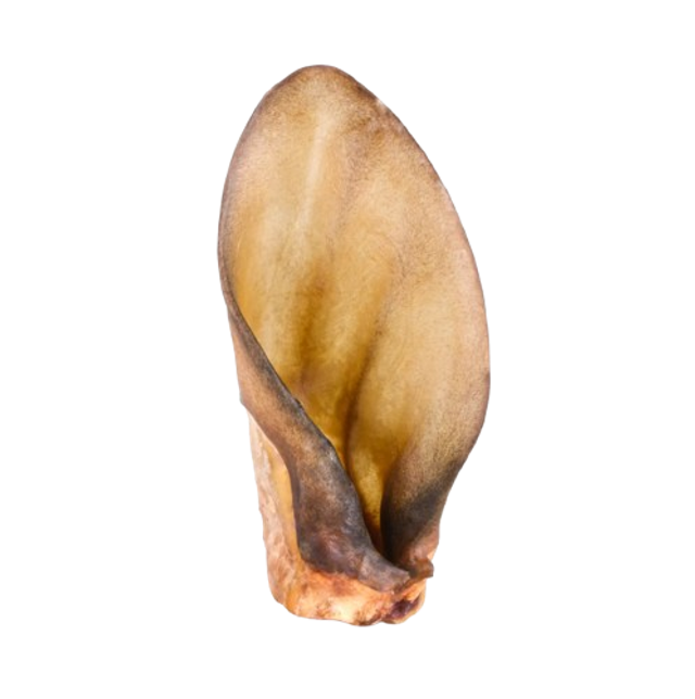 Oreille de bœuf qualité premium 