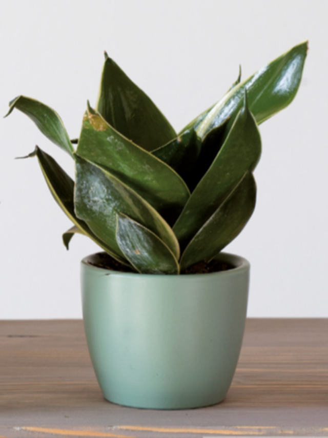 K20 . Minicachpot in ceramica da 7 cm