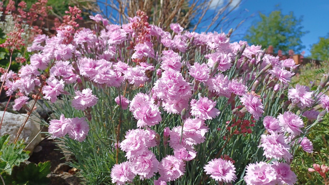 Dianthus caryophyllus pink