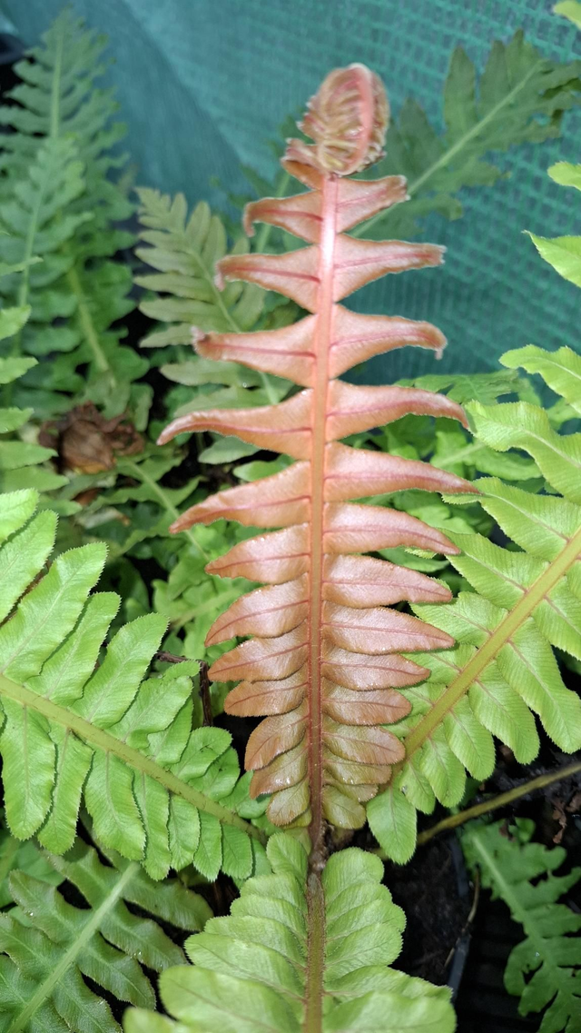 Blechnum brasiliense - Brazilian Tree Fern