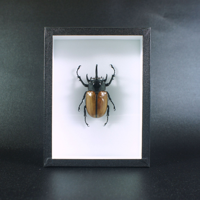 Eupatorus gracillicornis