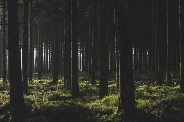 Le bois des pins dorés