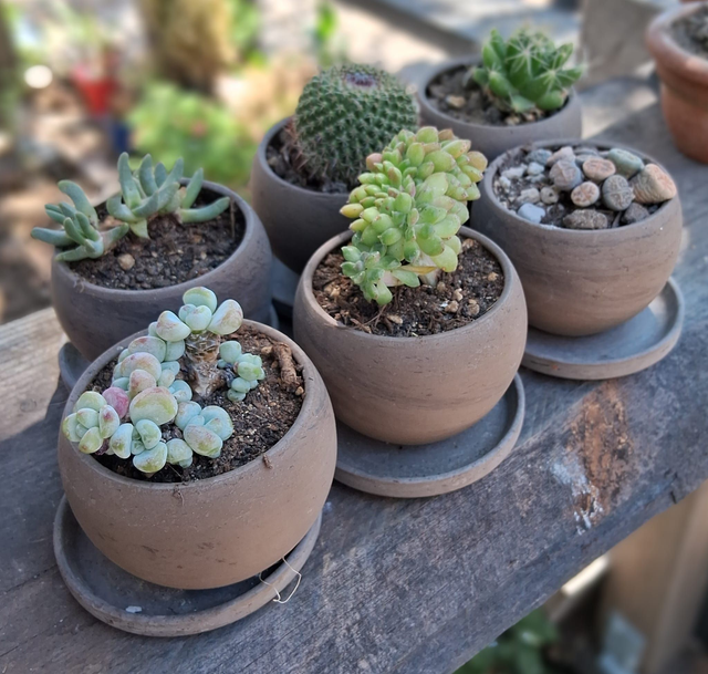 D89 . Grasse e succulente in Luna Basalt di CorinoBruna