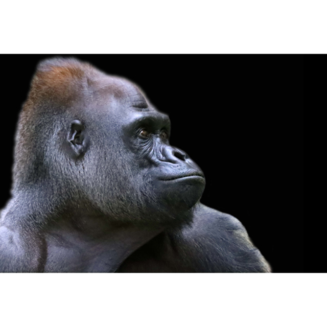 Profil de Gorille (couleur) - ref: 4551