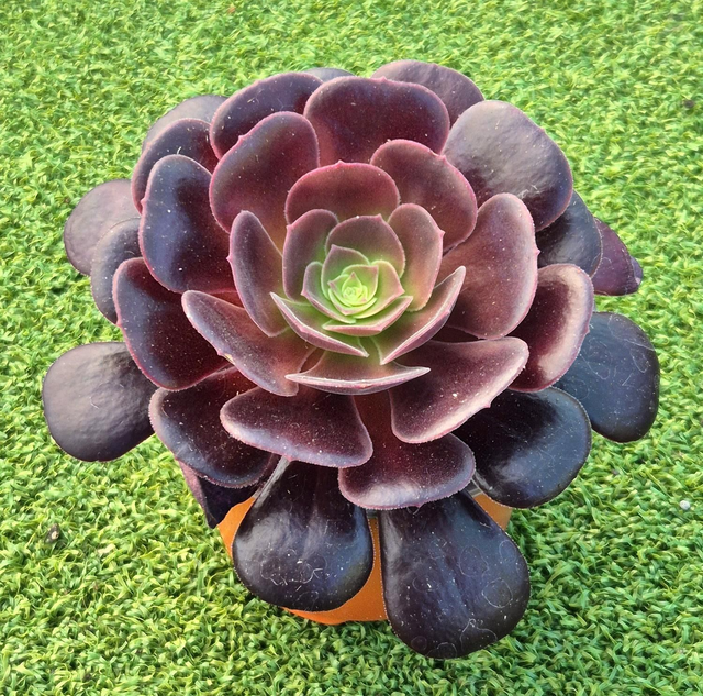 Aeonium &#039;Velour&#039;