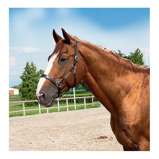 LICOL CUIR GROOMING ERIC THOMAS “PRO”