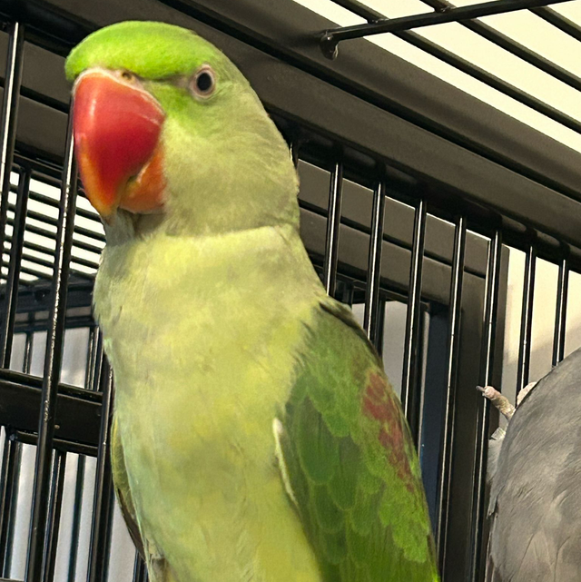 Baby Green Alexandrine Parrots 