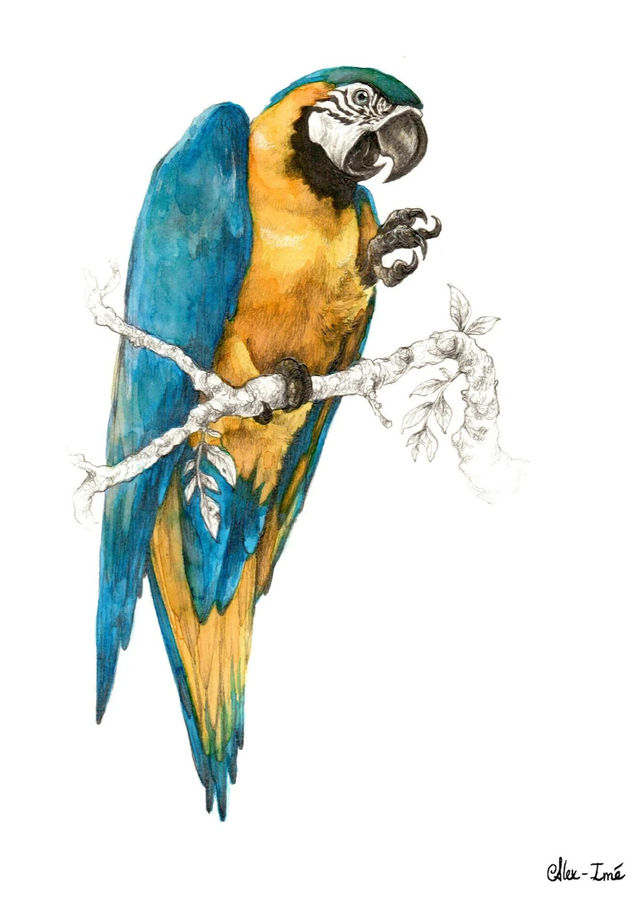 Format A3, un animal, couleur _ Commande Originaux - Dessin naturaliste