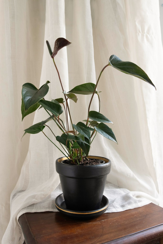 Black Velvet 🖤 Pot + Plante + Soucoupe