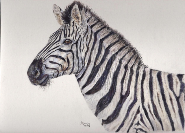 Zebra Original Drawing