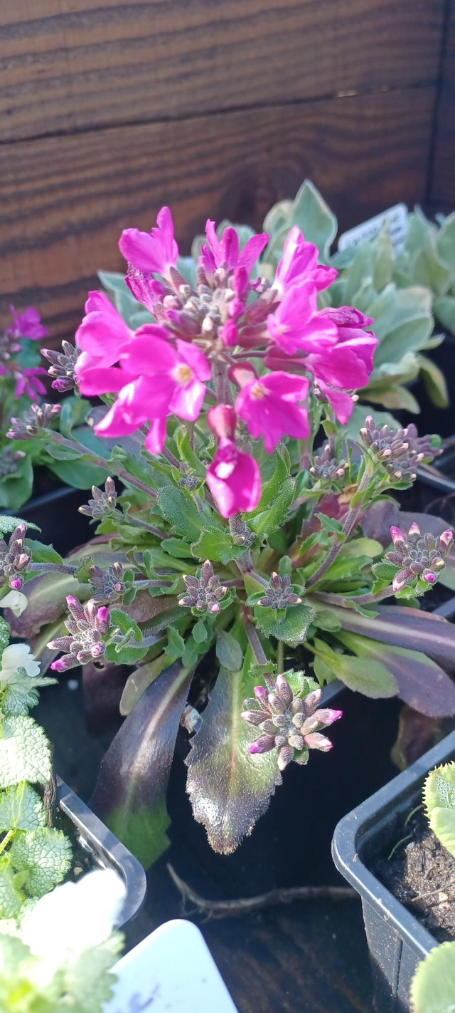 Arabis Spring Charm