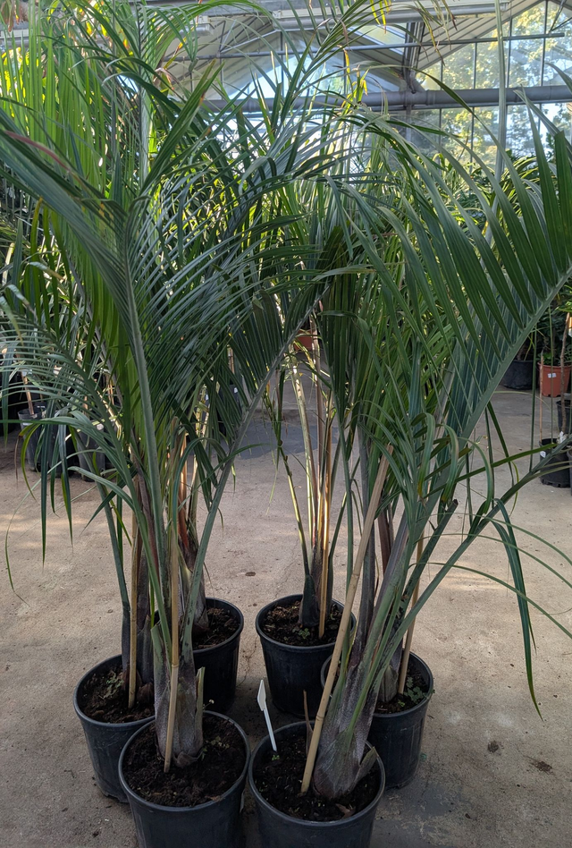 Dreiecks-Palme Dypsis decaryi