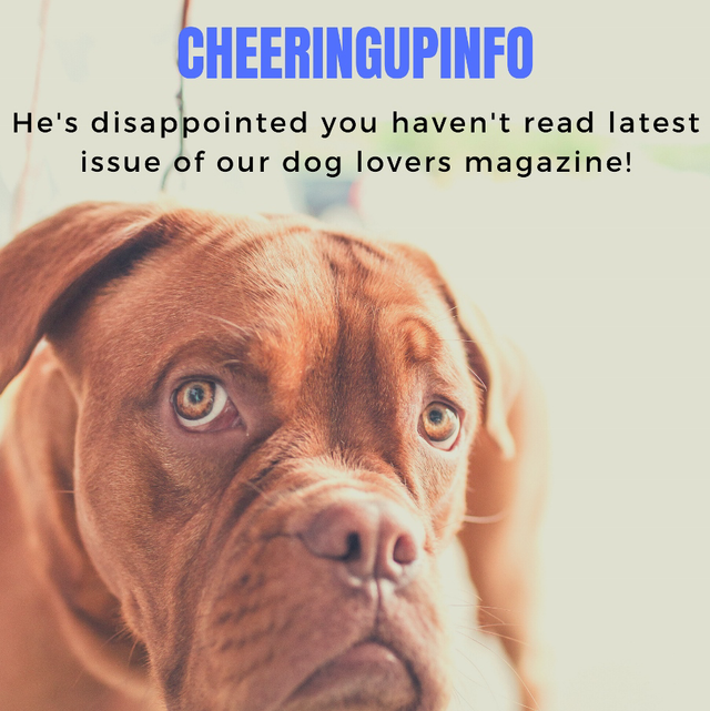 Dog Magazine UK CheeringupInfo For Dog Owners