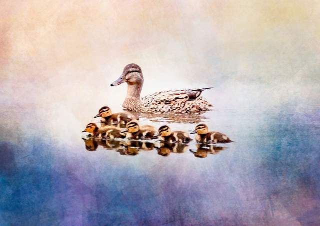 Ducklings with Mother