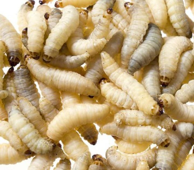 Camole del miele dose