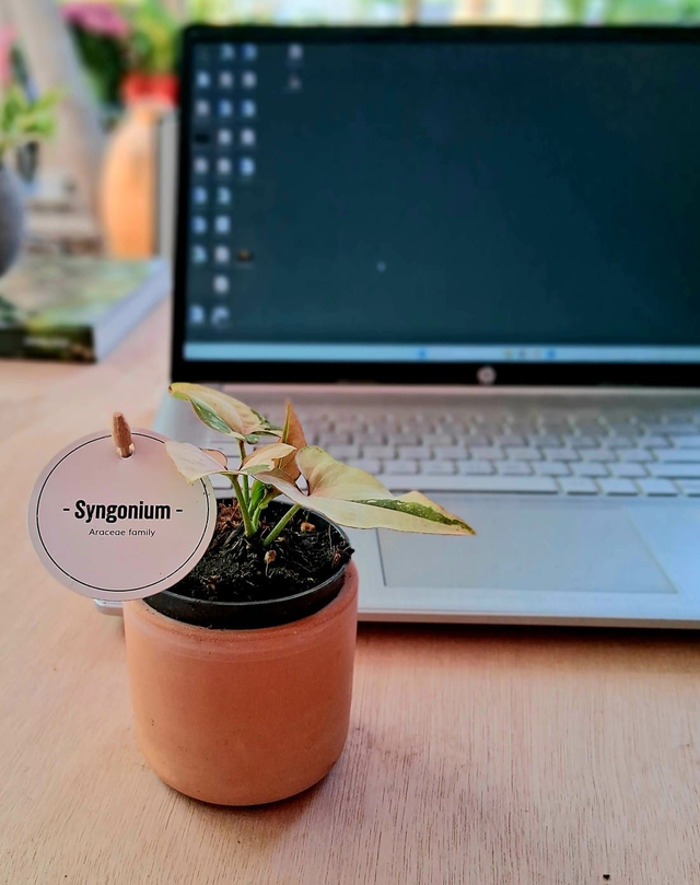 C102 . Syngonium 'Pink Splash' in mini cachpot Terra di Siena