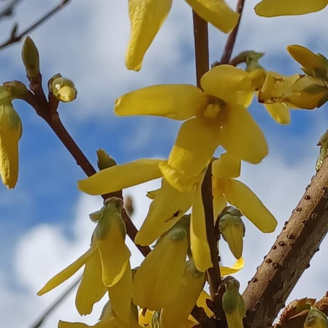 Forsythia