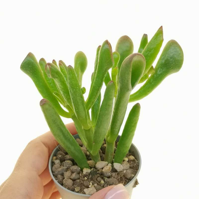 D69 . Crassula cv. Hobbit