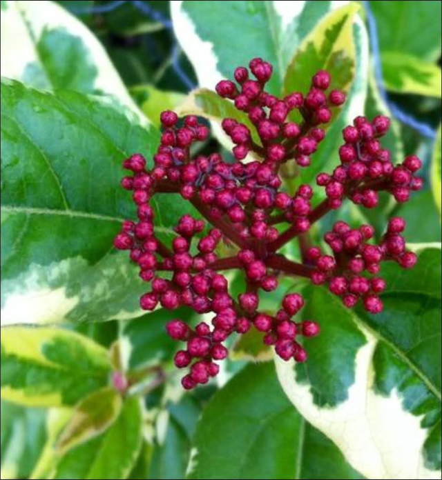 Viburnum tinus Variegatum - 1ltr pot