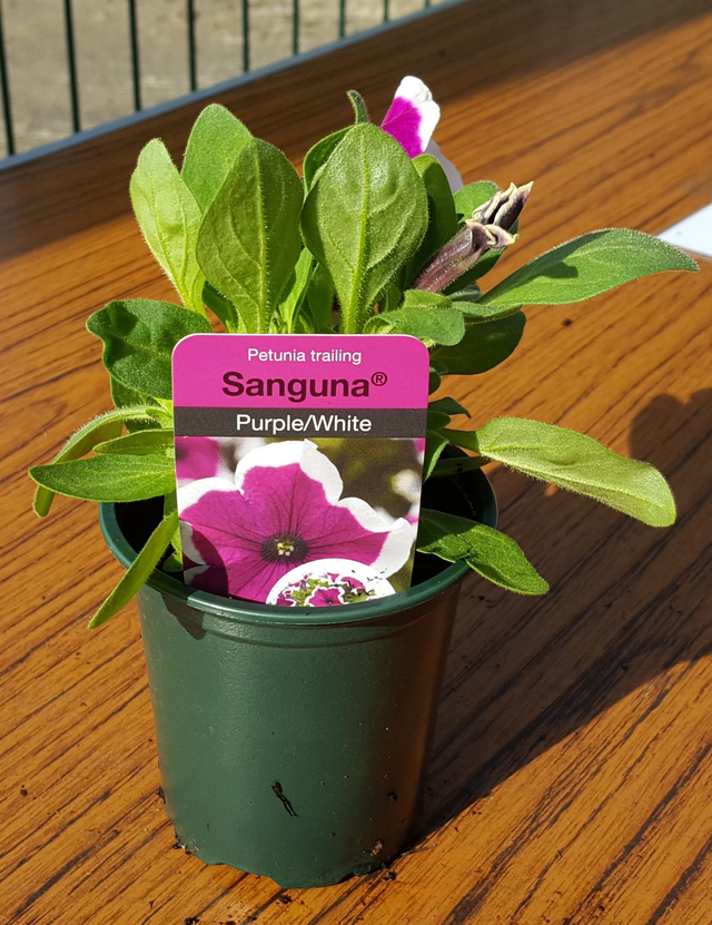 Surfinia (Trailing Petunia)