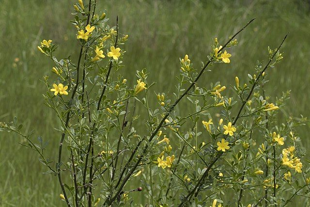 Jasmin Jaune (Jasminum fruticans) - Végétal local