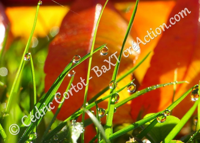 1 - Carte postale - Rosée et gouttes de pluie (Ref 7942)