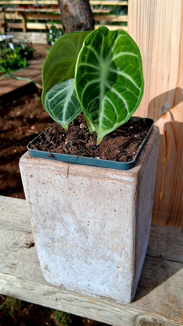 C84 . Alocasia reginula 'Ninja' in "CUBO ETRUSCO 15"