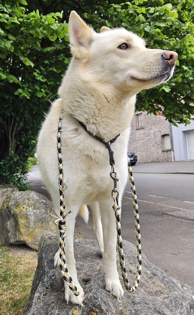 Laisse Neïzo 
