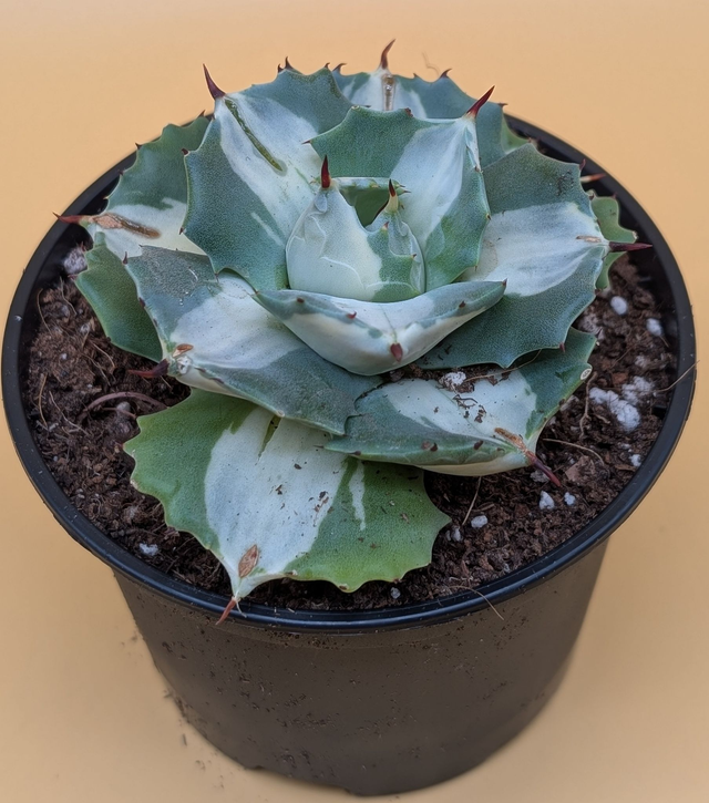 Ouhi-Raijin variegata