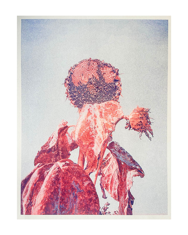 01 -  TOURNESOL!  Risographie