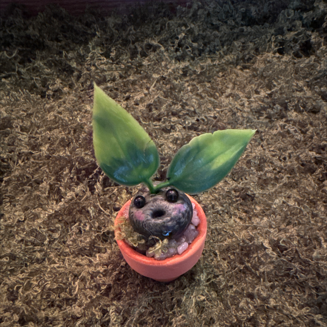 Seedling x 1