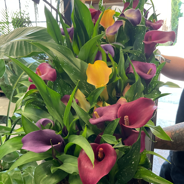 Calla Zant Gem