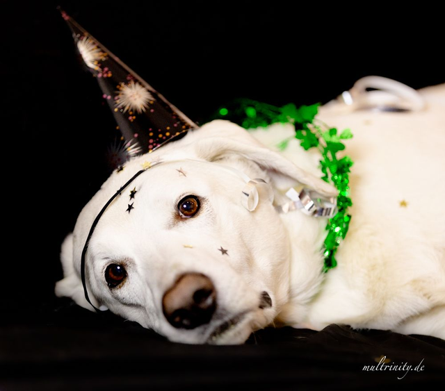 Stressfrei ins neue Jahr - Rezepte gegen Silvesterangst bei Hunden, Katzen und Pferden