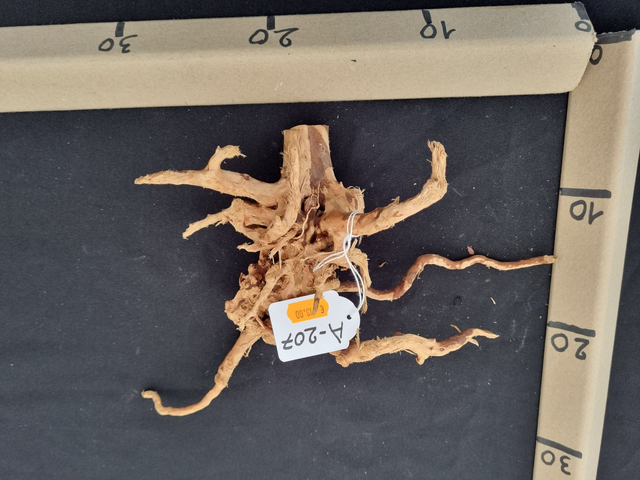 Racine araignée A-207