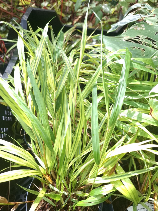 Hakonechloa macra 'Aureola' 1 litre