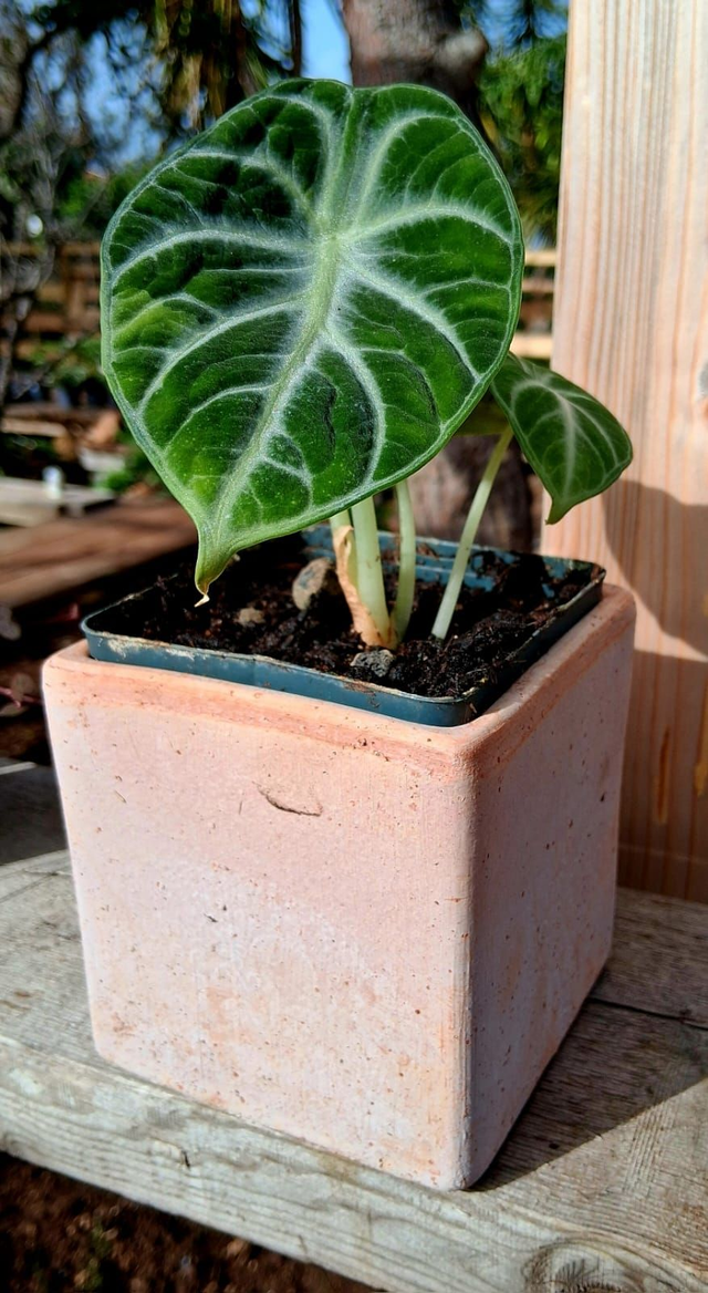 C91 . Alocasia reginula 'Ninja' in "CUBO TERRA DI SIENA 10"