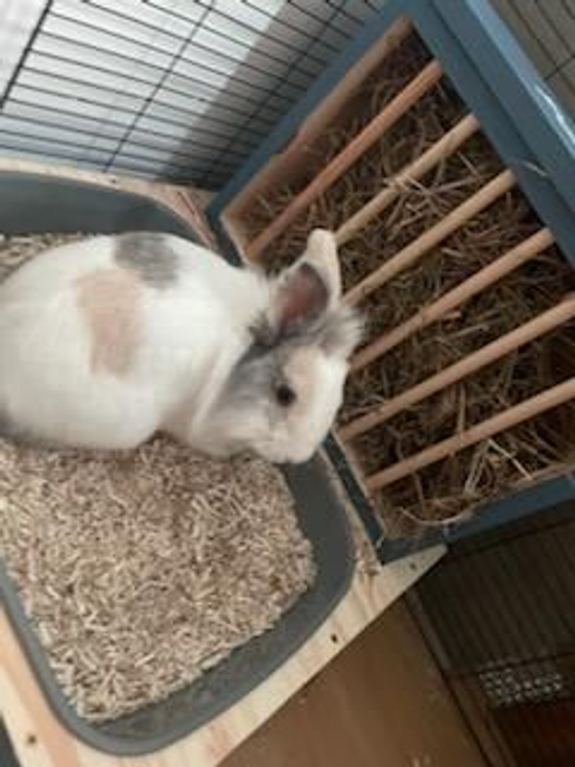 Lapi'Box Medium sans gamelles / Largeur