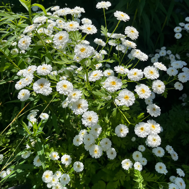 Feverfew